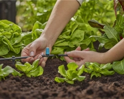 Asperseurs en ligne pour l'irrigation flexible de petites surfaces - Boîte de 10 pièces