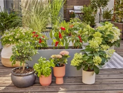 Kit d'initiation goutte-à-goutte pour terrasse jusqu'à 30 plantes Micro-Drip-System