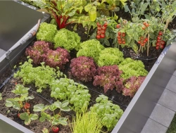 Kit d'initiation goutte-à-goutte pour rangées de plantes jusqu'à 35 plantes
