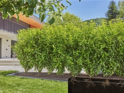 Kit d'initiation 50 m de tuyau à goutteurs incorporés et bouchon fin de ligne pour plantes