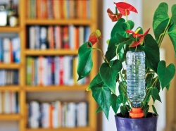 Cône Aquasolo pack x1 jaune pour les plantes en pot à la maison